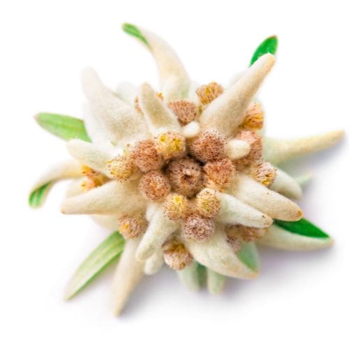 Edelweiss_Ingrediente_Natural_Mipelazo